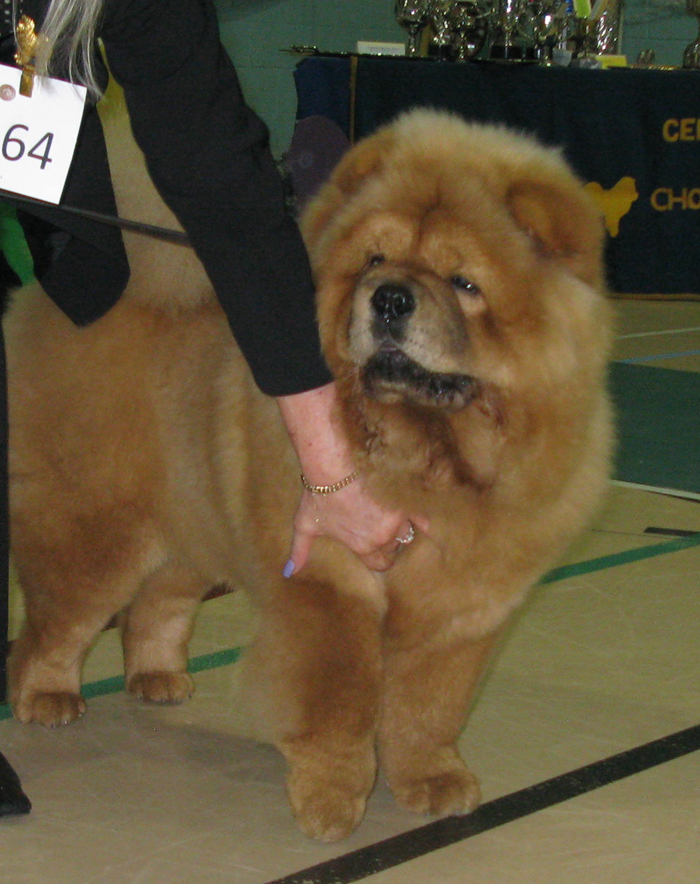 Minor puppy bitch 3.Vienna Of Chow Dream With Willchow