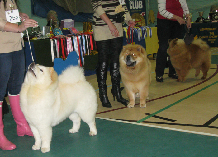 Puppy bitch: 1. Tinas Shining Star 2.Kwaitang Kordelia 3. Shasadees Fifi La Femme