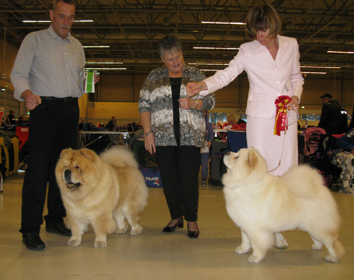 BOB+NORDV12 (right) CH Pei Fang Eyecatcher BOS+NORDV12 CH Mi-Paos Red Sumac