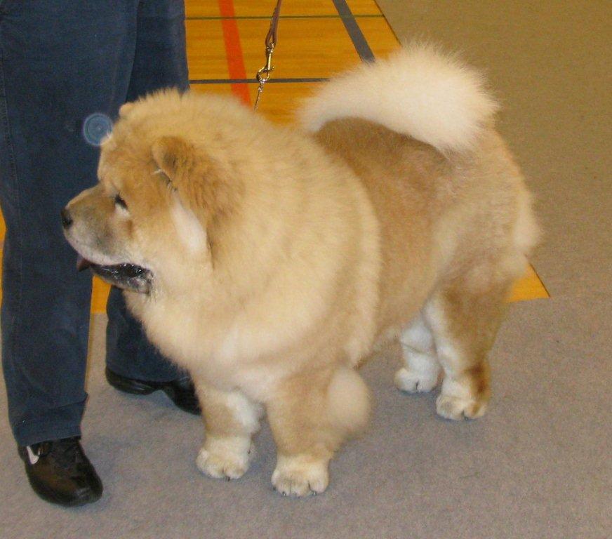 Secondbest puppy Incipit Lionbear