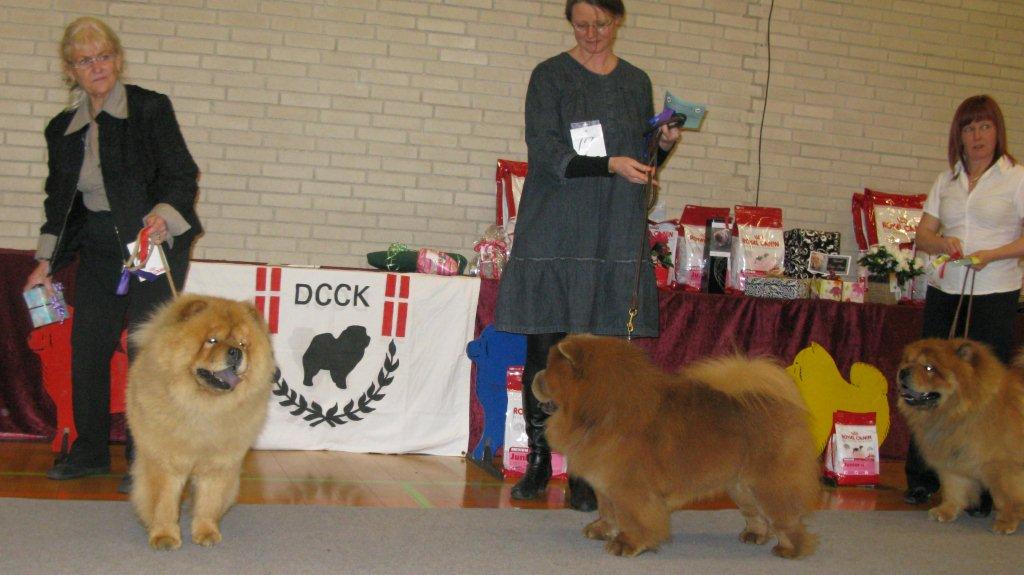 Intermediate male 1.Chowhills Gandor 2.Amigo 3.Piuk Chow Privat Passion