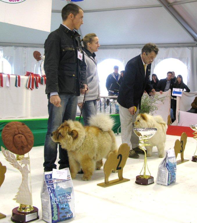 Intermed.female 2.Shen Te Chows Aurora Borealis-G-3.Dejoh Destiny-G