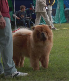 Stagebos Quincy-2.v.CK-Intermedia male 