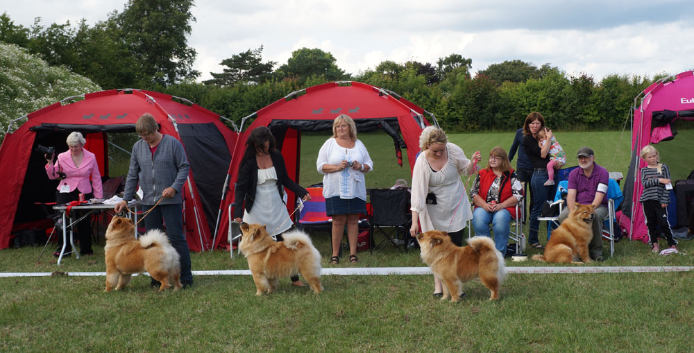 Intermediate females 1. Pelis Citta To Flensborg 2. Chan-Los Fool For Your Love 3. Bidachows Wonderful Valentina
