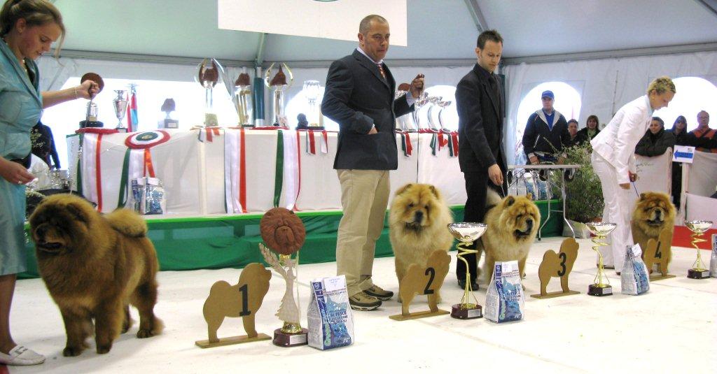 Intermedia male 1.Fourth Chance Lietuvos Liutas 2.Mi-Paos Spiv 3.Burian 4. Shen Te Chows Al Capone