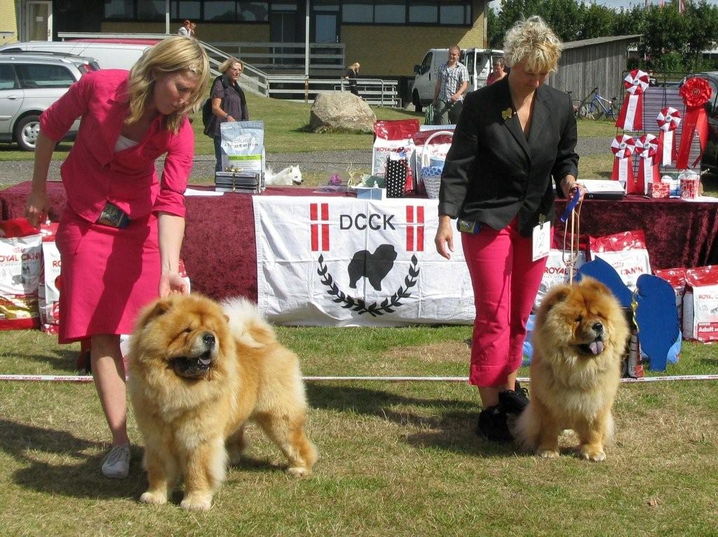 Intermediate males: 1. +BD1 Orinells Ego Trip 2. + BD3 Caribean Pirate Lietuvos Liutas