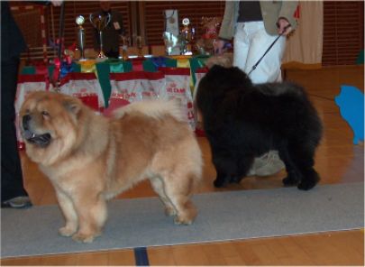 Intermediate males-1.Nin-T-Sun Si-Shrek 2. Orinells Cool Casanova