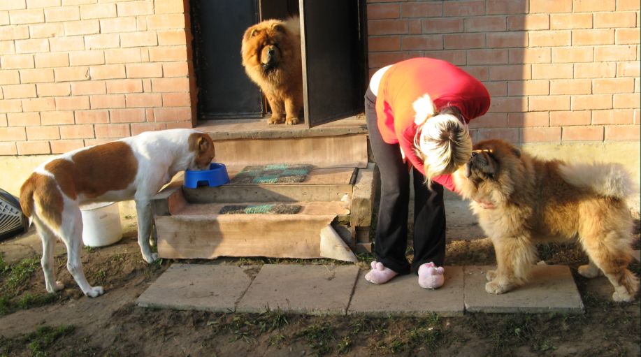 Julia and dogs