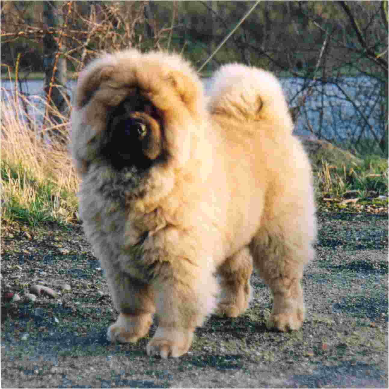 Stagebos Jumping Jack Flash (5 month)