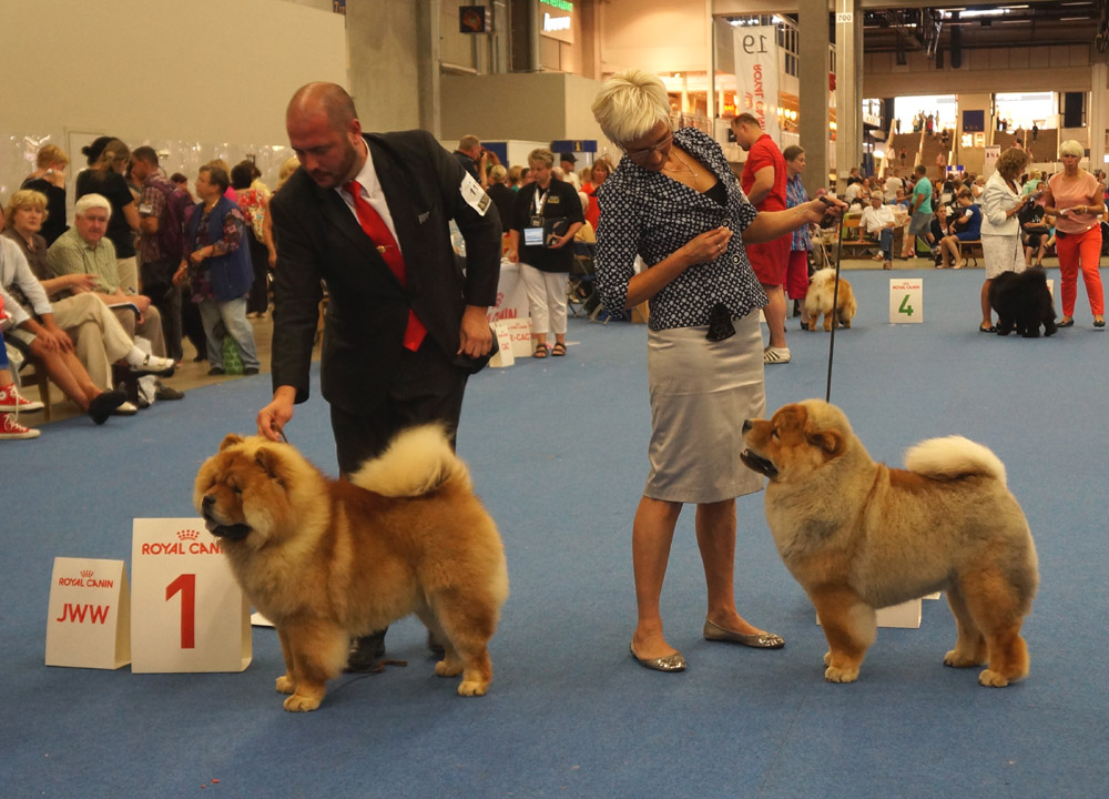 Junior male: 1.JWW2014 King Of Egypt De Los Perros De Bigo 2. Bon Triumph Gucci By Gocci
