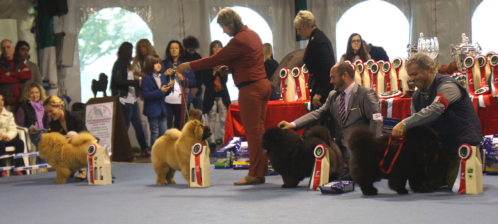 Junior females: 1.ShenTe Chows Nelly 2. Dgulideil Brava Bravissimo 3. Black Shadow De Los Perros De Bigo 4. Power Love Dei Leoni Imperiali  
