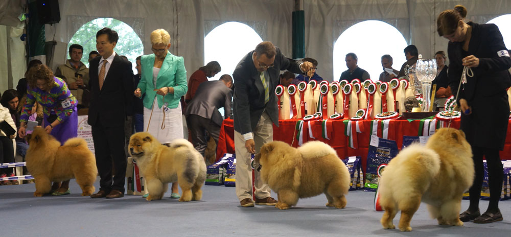 Junior dog 1. Hugh Grant Lietuvos Liutas 2. Bon Triumph Gucci By Gucci 3. L&A Goodtymes Cinnamark 4. Guapore Lietuvos Liutas