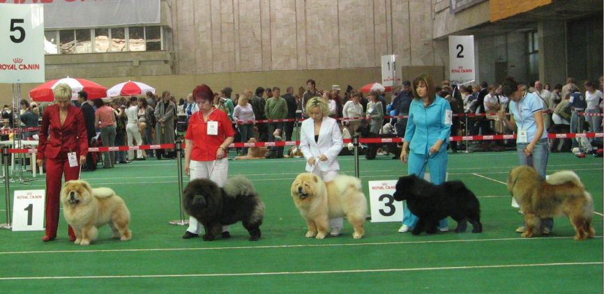 Junior males (not placed)-number 4 in the line-up: Best Junior Prince Datskii iz Sviatoga Graalia