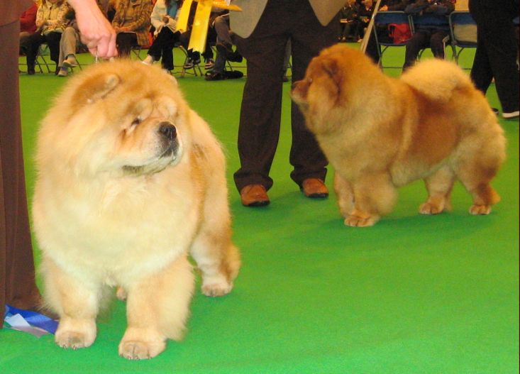 Junior dog 2-Bon Triumph Shans-3-Towsushets Mister Mister At Baybar