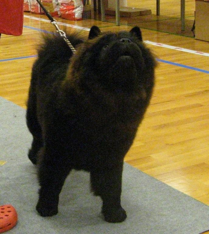 Junior female vg3-Dian Shan Queen Of Spades