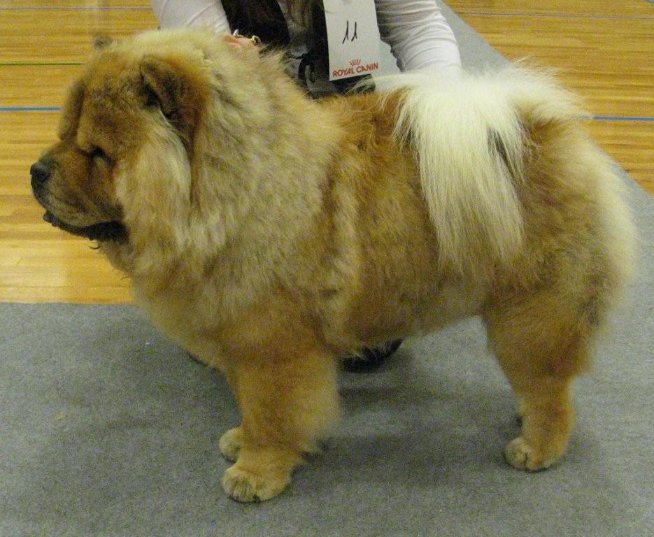 Junior male vg3-Bakkebos Playboy