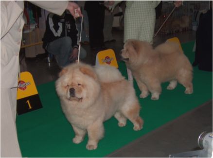 Junior males