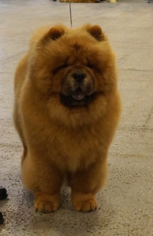 Best puppy male Justin For Liu-Su Style Of Mary