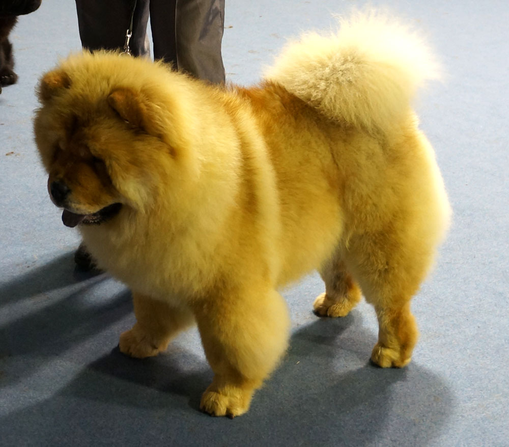 King Of Egypt De Los Perros De Bigo