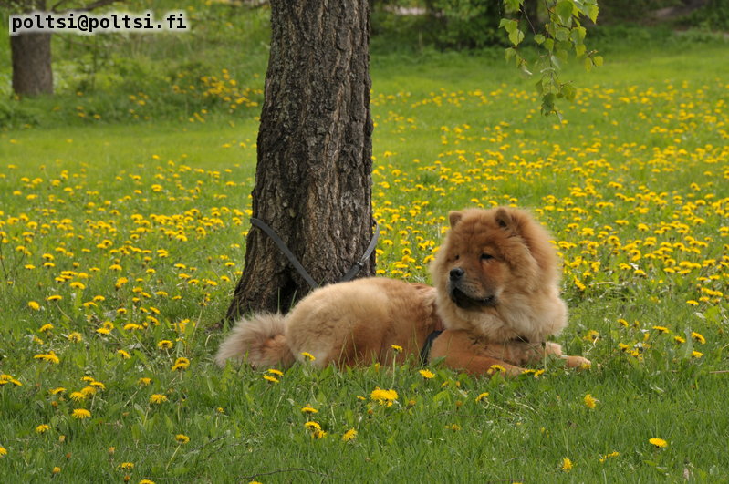 Stagebos Wild Thing (Nalle)-6 month 