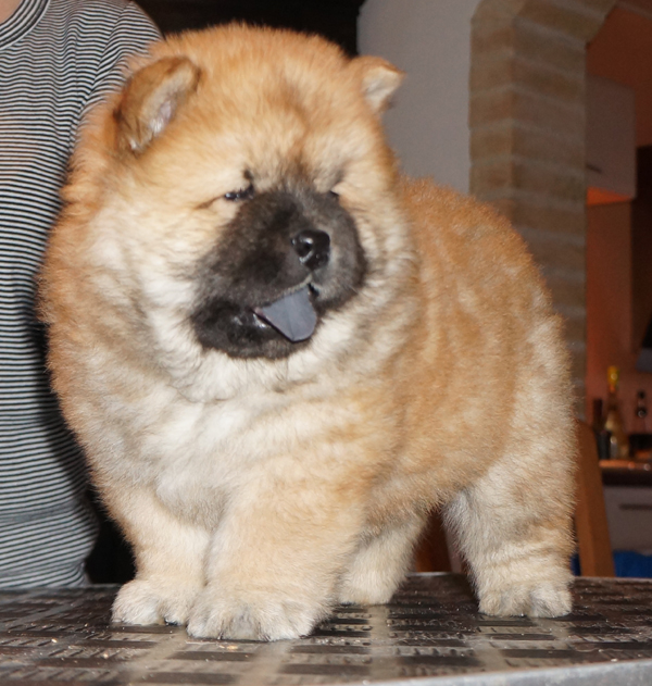 Male 6 week-Sweden