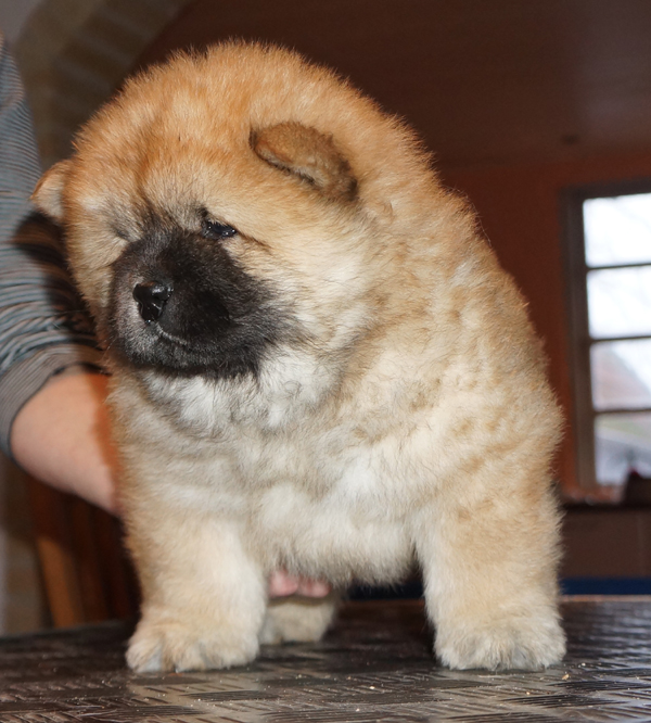 Male 6 week-Sweden