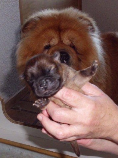 Eloise and one of the puppies-3 days old