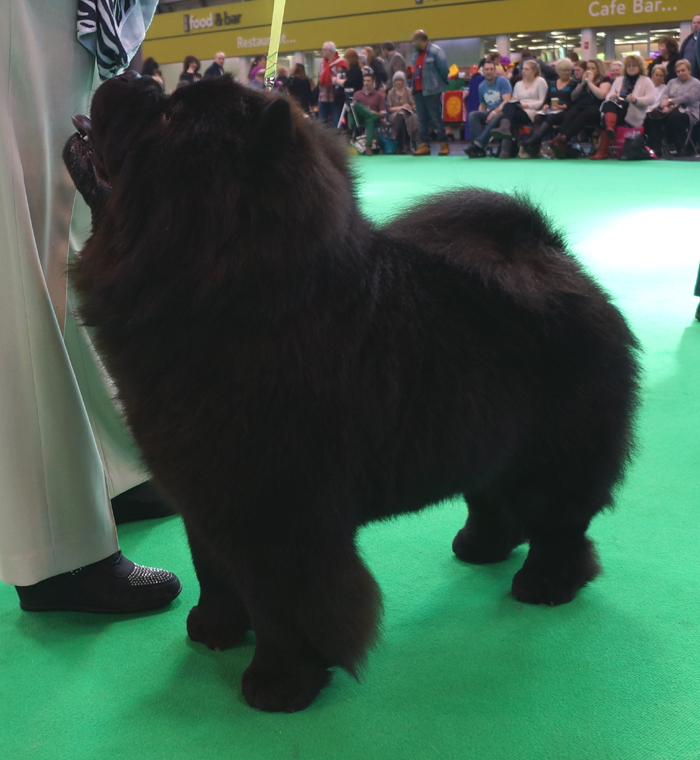 Limit dog 1. Nrskovs Fony Baloni At Shasadee