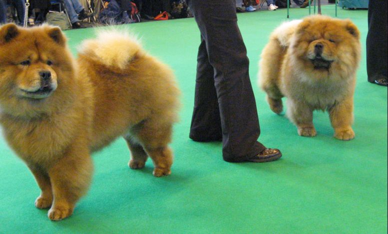 Limit Dog-1.Shanutai Solitaire 2.Mactykes Manhattan At Miketilla