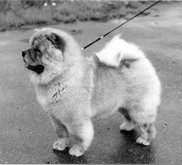 CH WW89 Usada Lucy In The Sky From Tanlap - died 7 year old