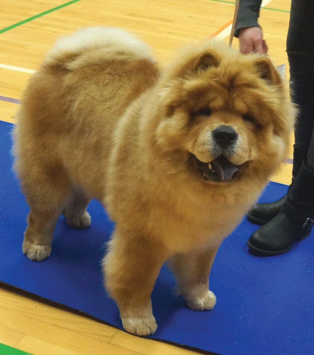 Best dog 2 - Chan-Los From Me To You