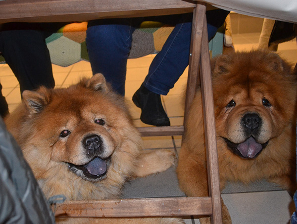 Left: Noble Melody's Keira Lane (10 year old-daugther of Stagebo's Penny Lane) and Sunny Pie`s Apollon The Maestro  