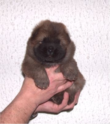 Male 1-3 week old