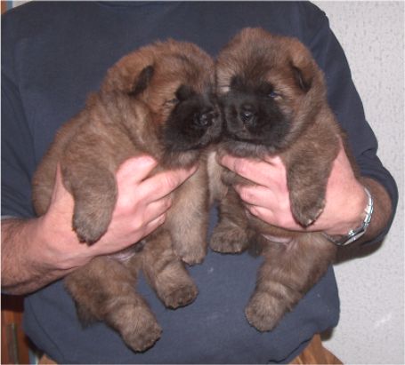Male 1+2_3 week old