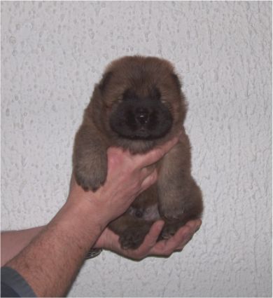 Male 2-3 week old