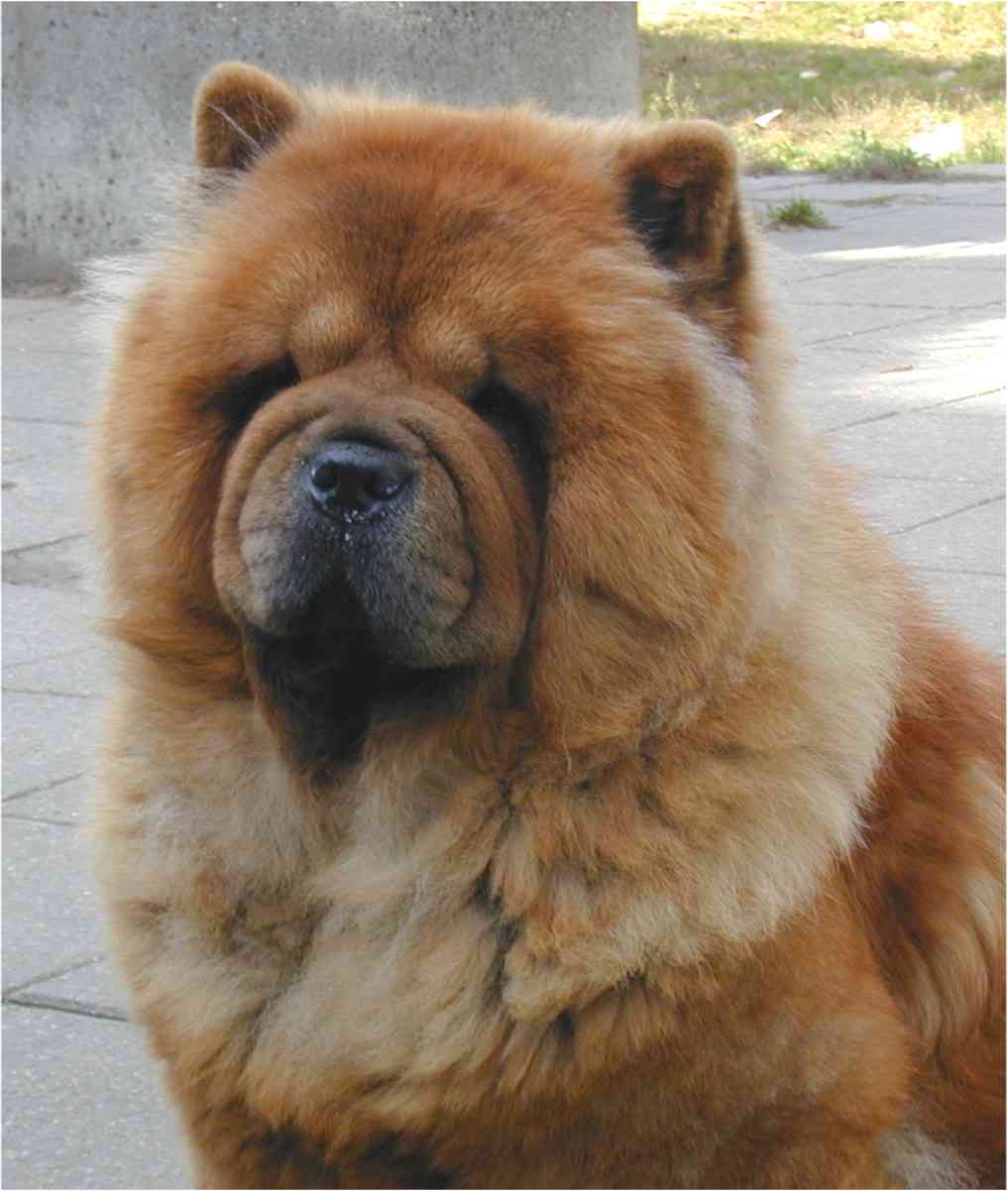 Stagebo´s Martha My Dear (Martha) - died 11 year old