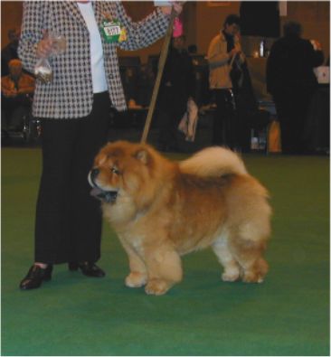 Melclare Morgan-1.limit dog
