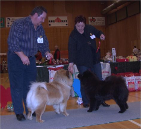 Intermedia class females 1.Zhuan Nong Changs Amanda+2.Zhuan Nong Changs Anastacia