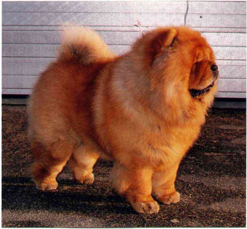 CH Yama Mr President - died 5½ year old