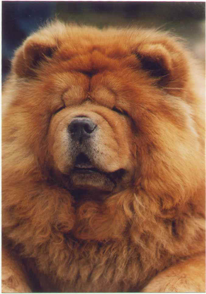 CH Stagebo´s Good Golly Miss Molly - died 8½ year old