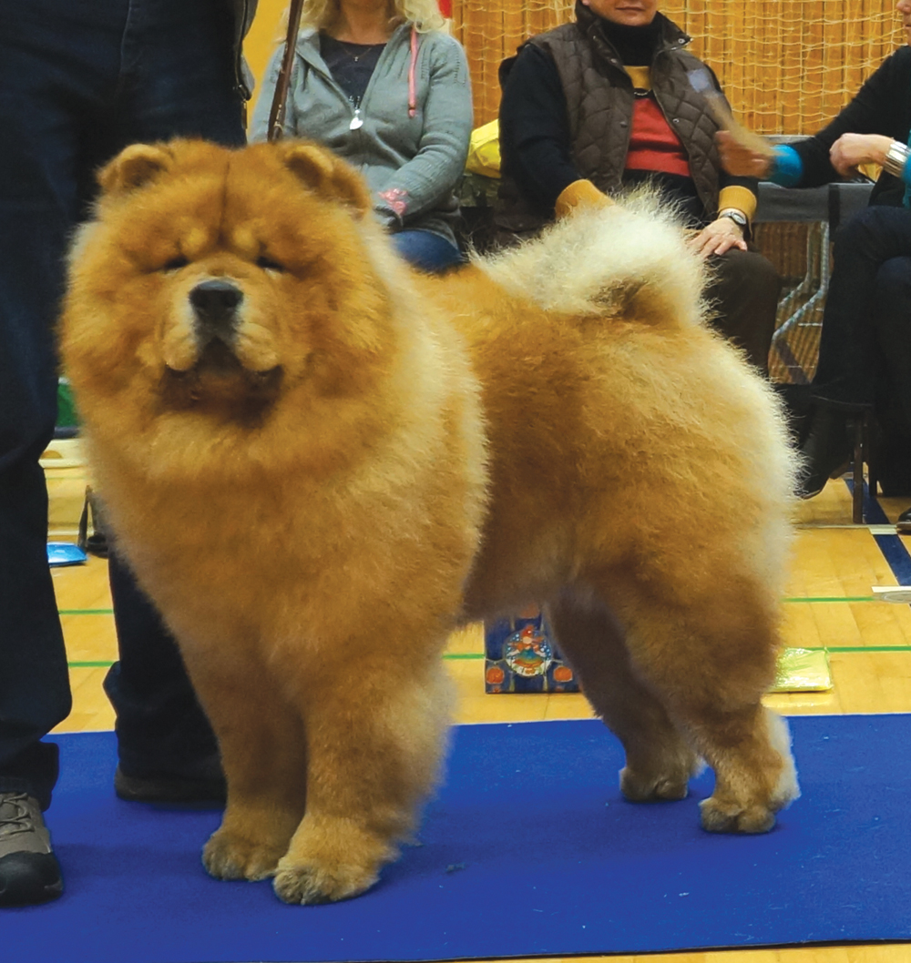 Best dog 3 - Miketilla Monte Carlo