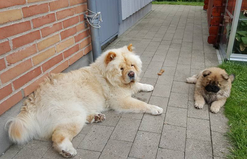Muffi (Stagebo's Crack Of Dawn) and Mollie (Stagebo's Fortune Cookie) in Aalborg