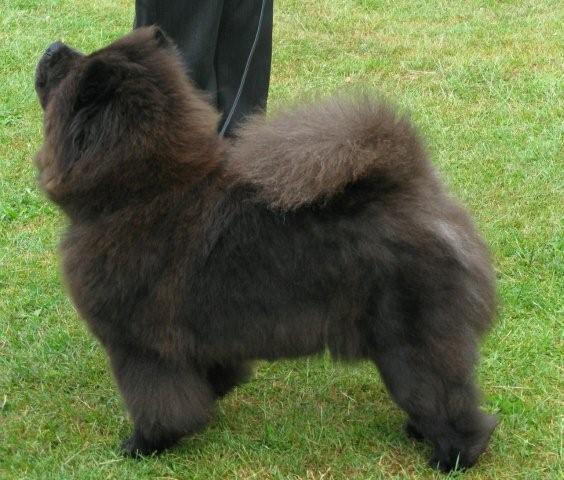 BOB-MultiChampion Piuk Chow Missies Victoria Princess