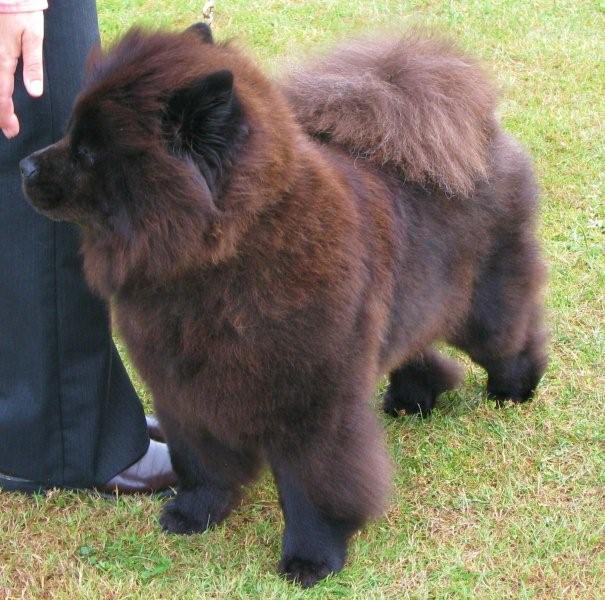 BOS-MultiChampion Piuk Chow Missies Victoria Princess