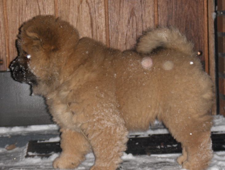 Nalle in the snow-Jan.08