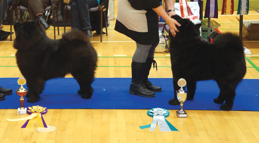 Best Champion (left) CH Stagebos Zip Code - Best male champion CH Graziosos Noble Faxe Zu'tzungle