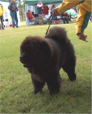 Nin-TSun Ricko Black-Youth male 1.v.-Best male 2