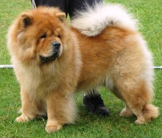 Noble Melodys Ibsen From Norway