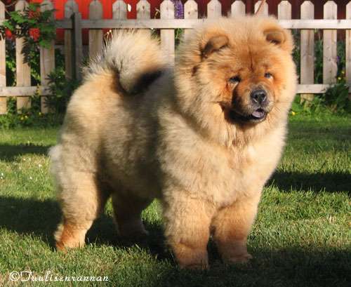 Noble Melodys Kikki Lane (Penny daughter) Finland