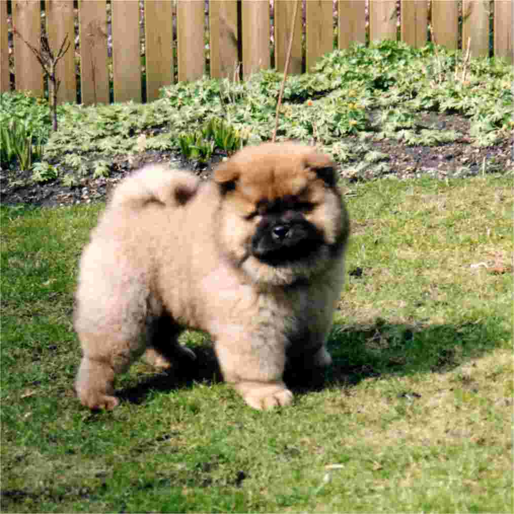 Stagebos Only You (3 month old)